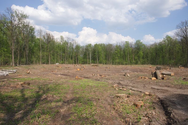 Undergrowth Removal in Katy, TX